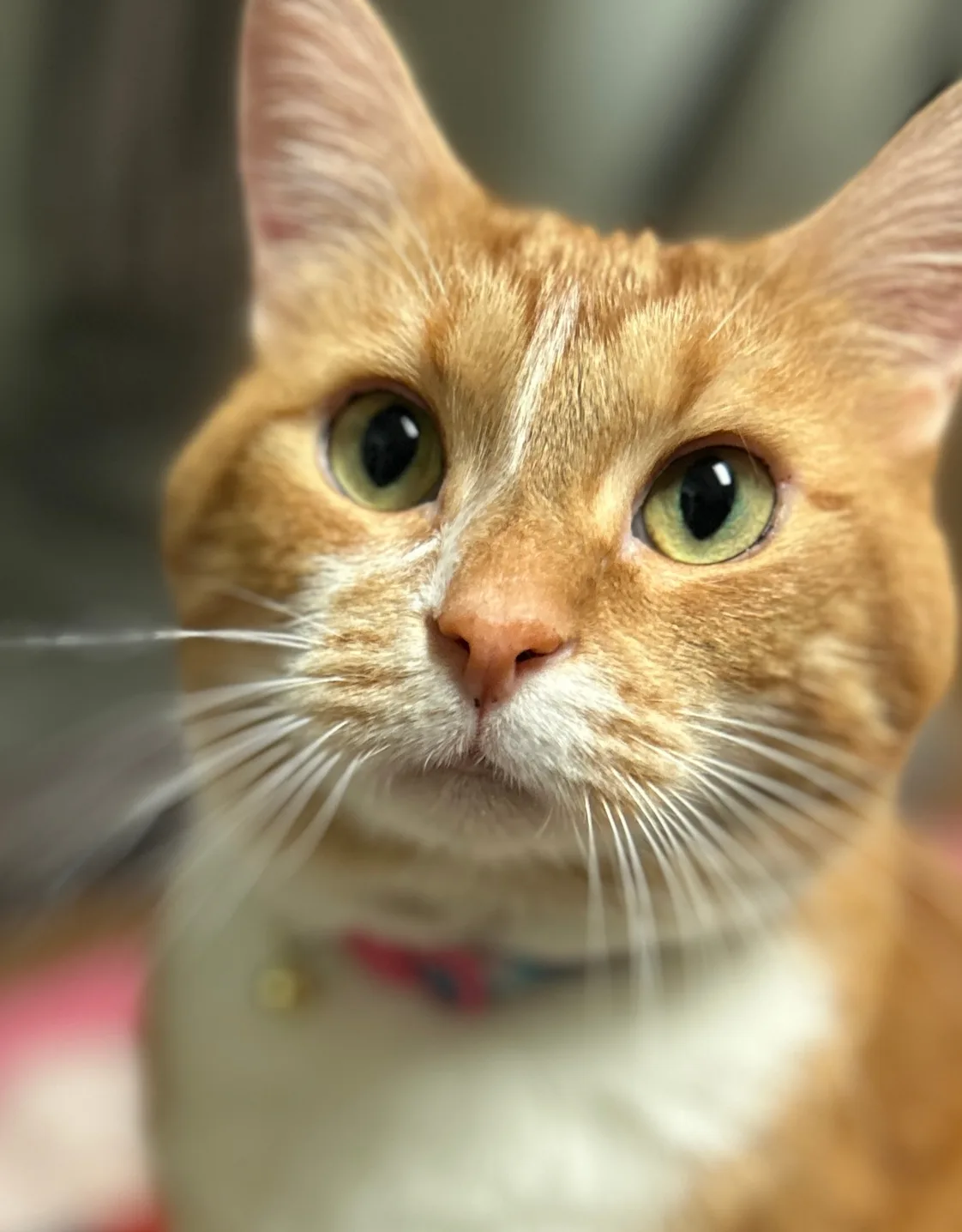 Clementine Clementine