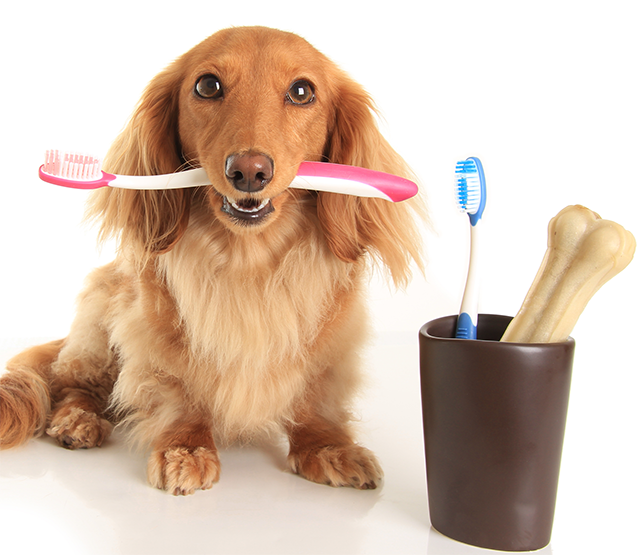 long-haired dachshund holding toothbrush in mouth