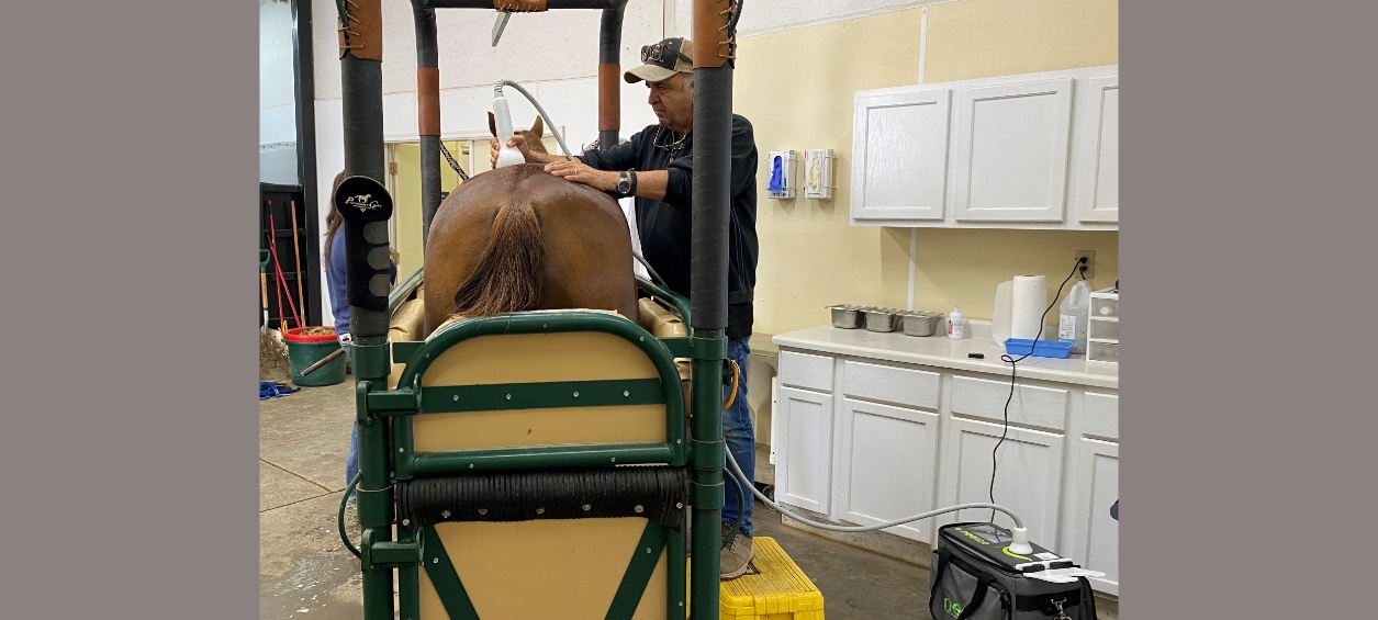 Dr. Abraham using shockwave therapy on a horse
