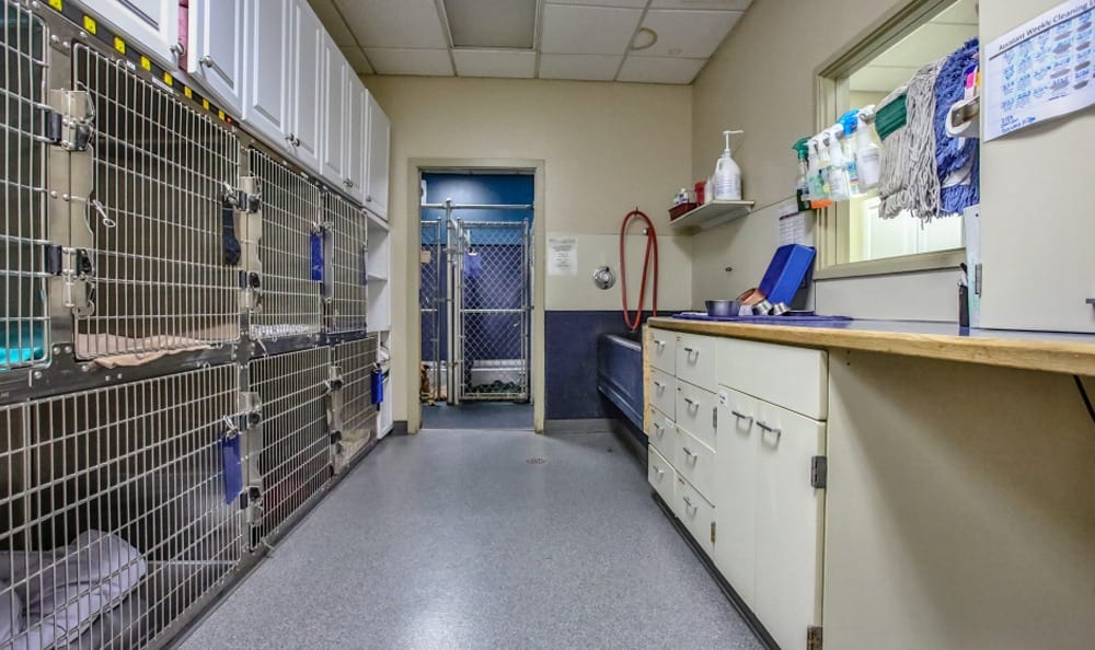 Kitsap Veterinary Hospital Canine Kennels
