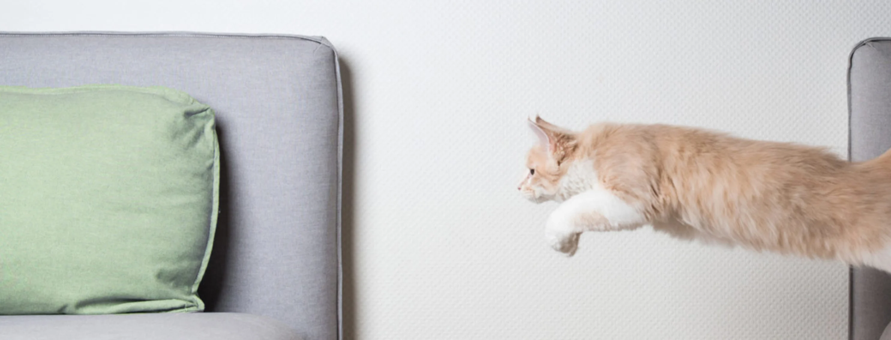 A tan cat jumping from one sofa to another