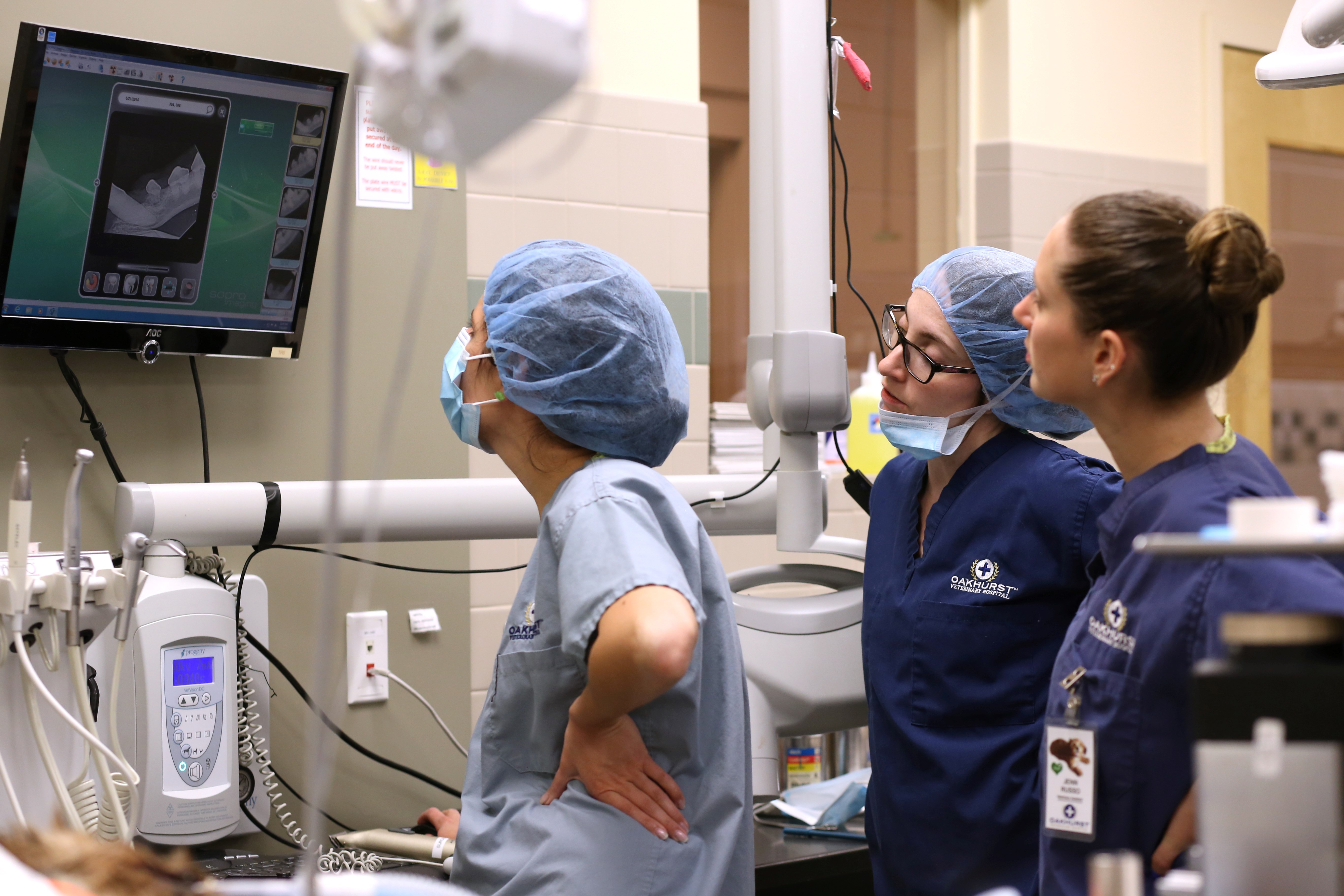 Veterinarian looking at dental x-rays