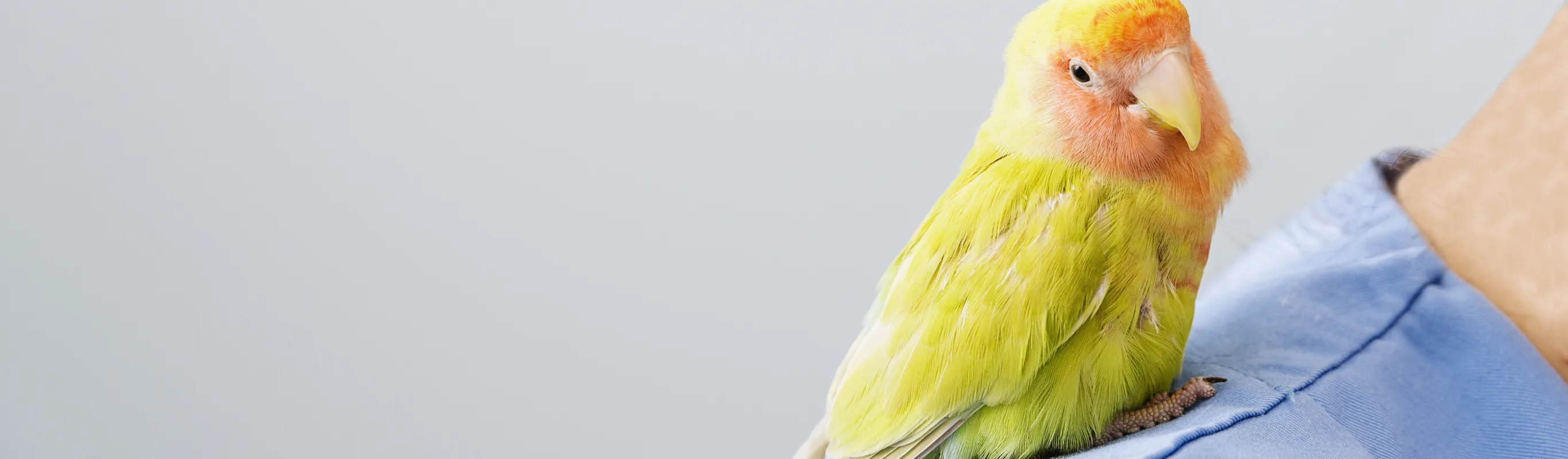 Bird sitting on a person's shoulder Bird sitting on a person's shoulder