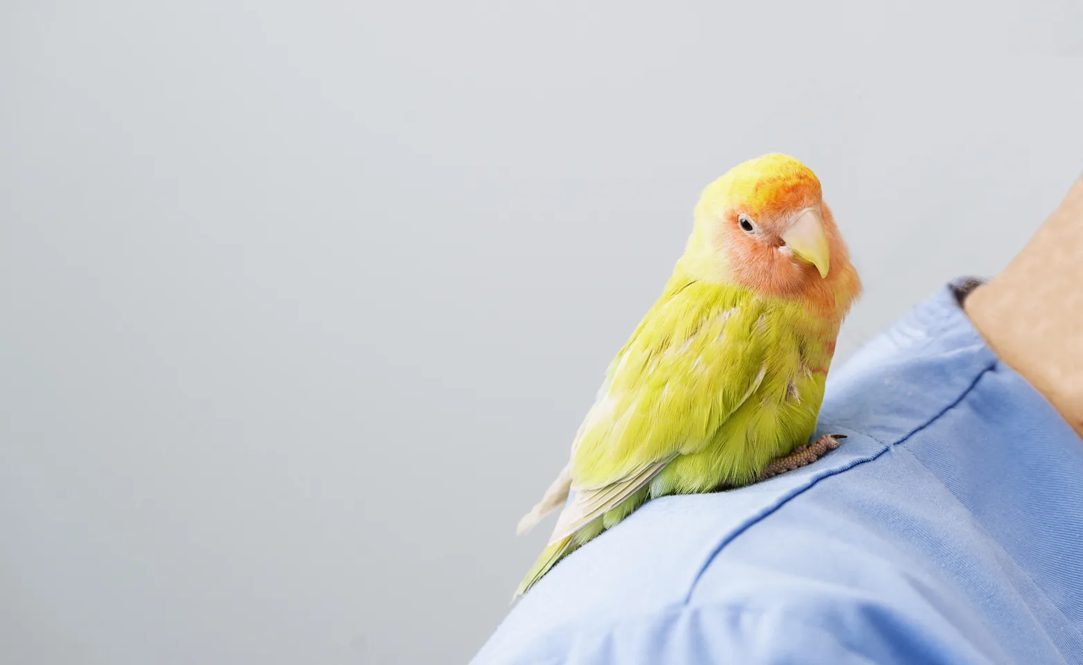 Bird sitting on a person's shoulder