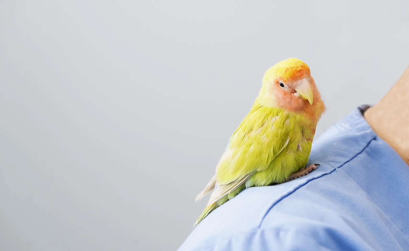 Bird sitting on a person's shoulder Bird sitting on a person's shoulder