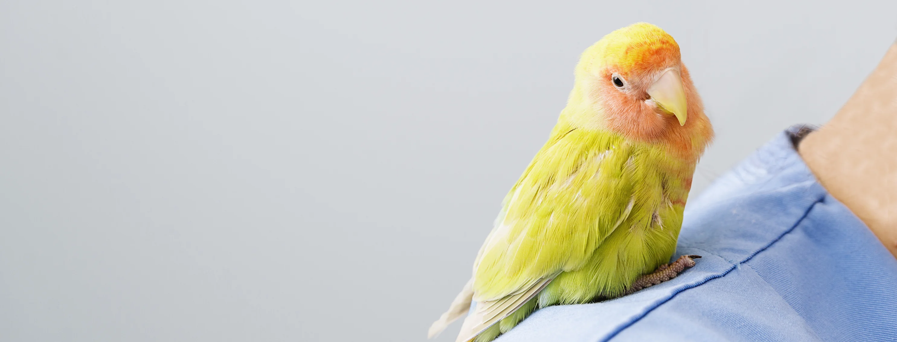 Bird sitting on a person's shoulder Bird sitting on a person's shoulder