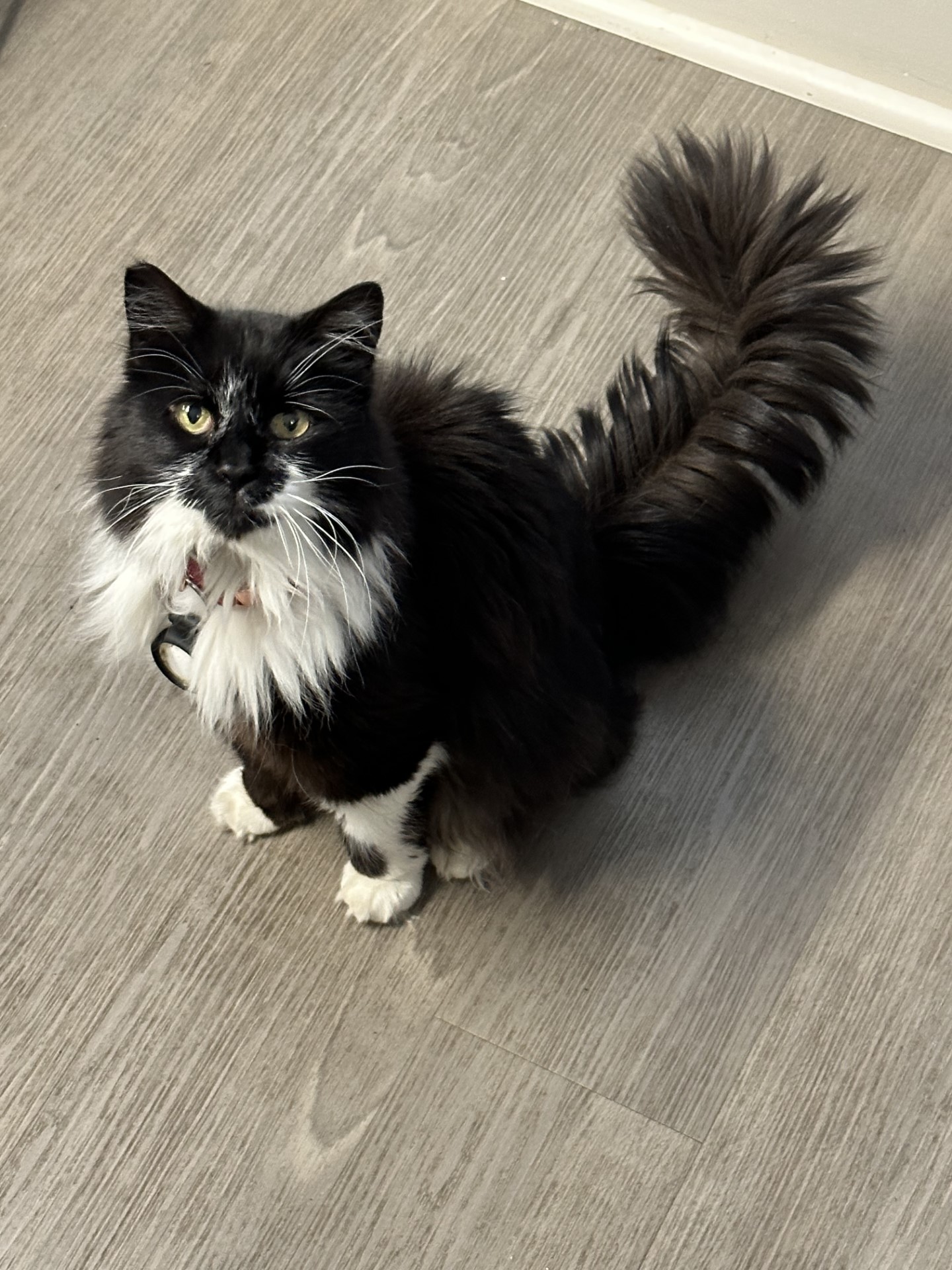 Black and white fluffy cat sitting on the floor