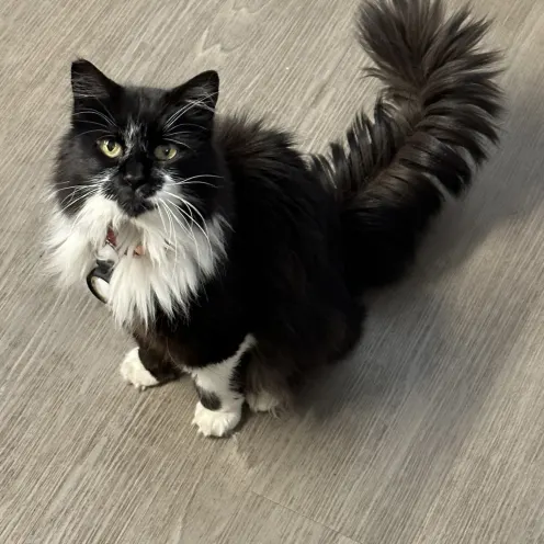 Black and white fluffy cat sitting on the floor