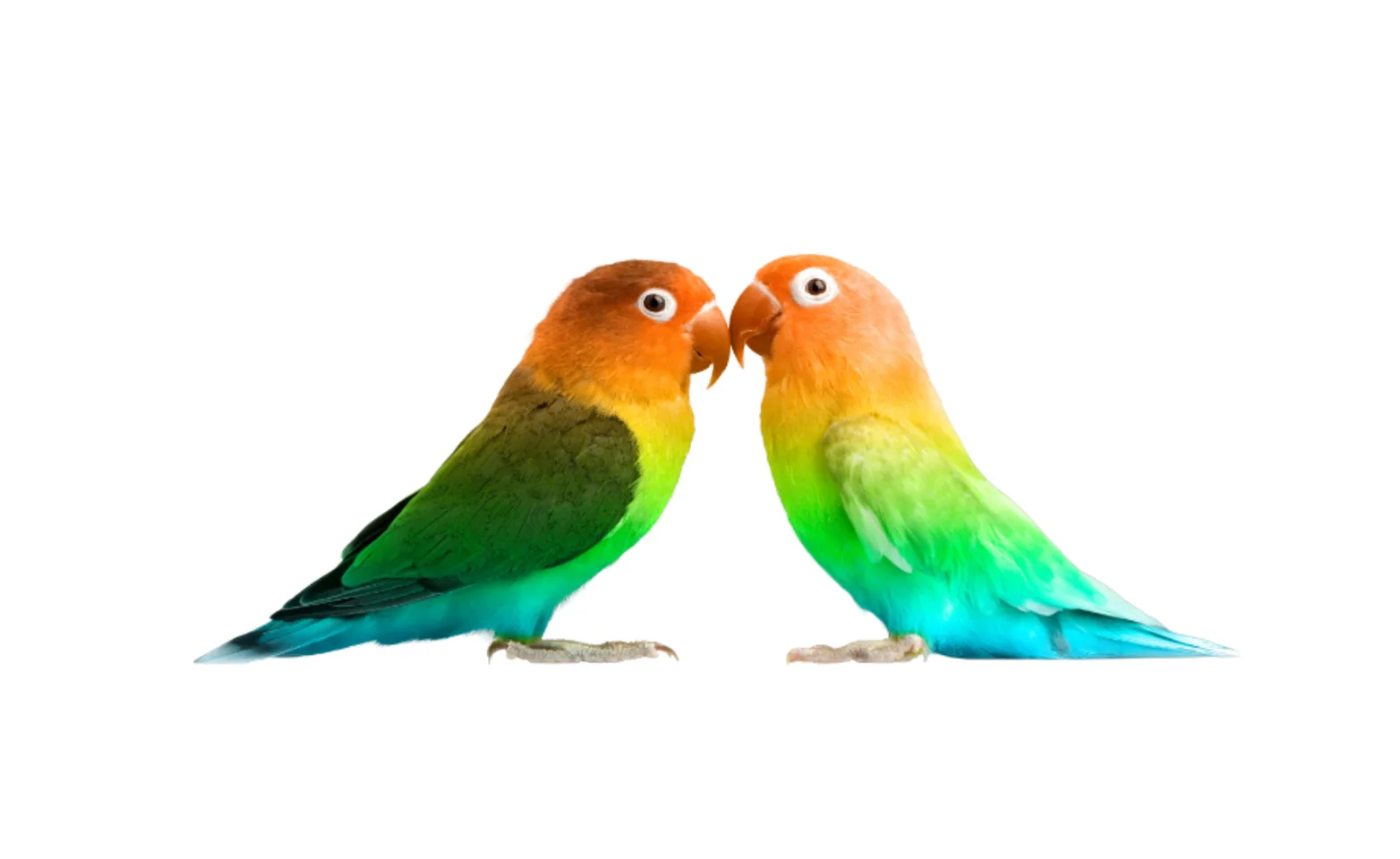 Two birds facing each other. Two birds facing each other.