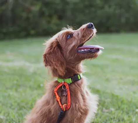 Dog with leash one being trained