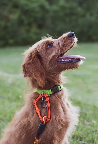 Dog with leash one being trained Dog with leash one being trained