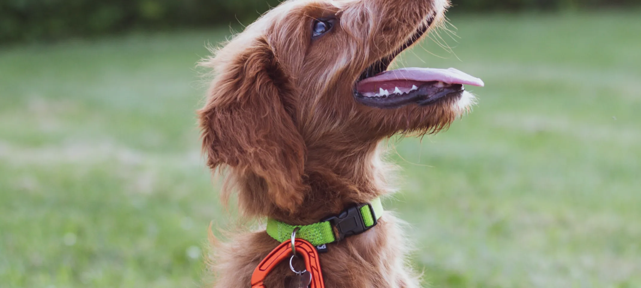 Dog with leash one being trained