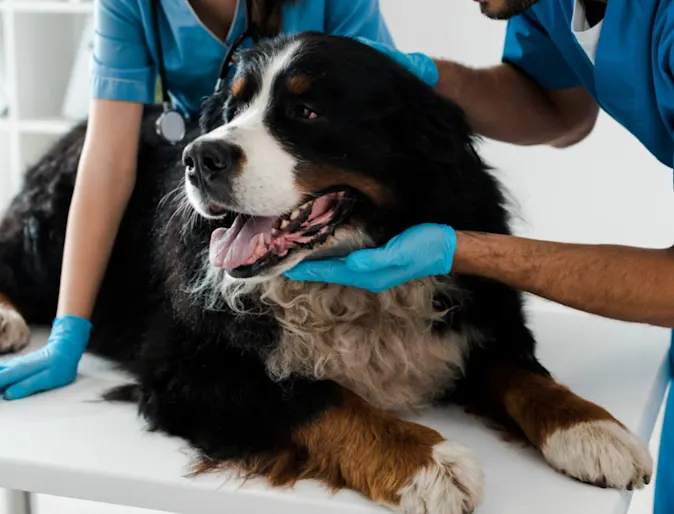 dog being tended to by two vets dog being tended to by two vets