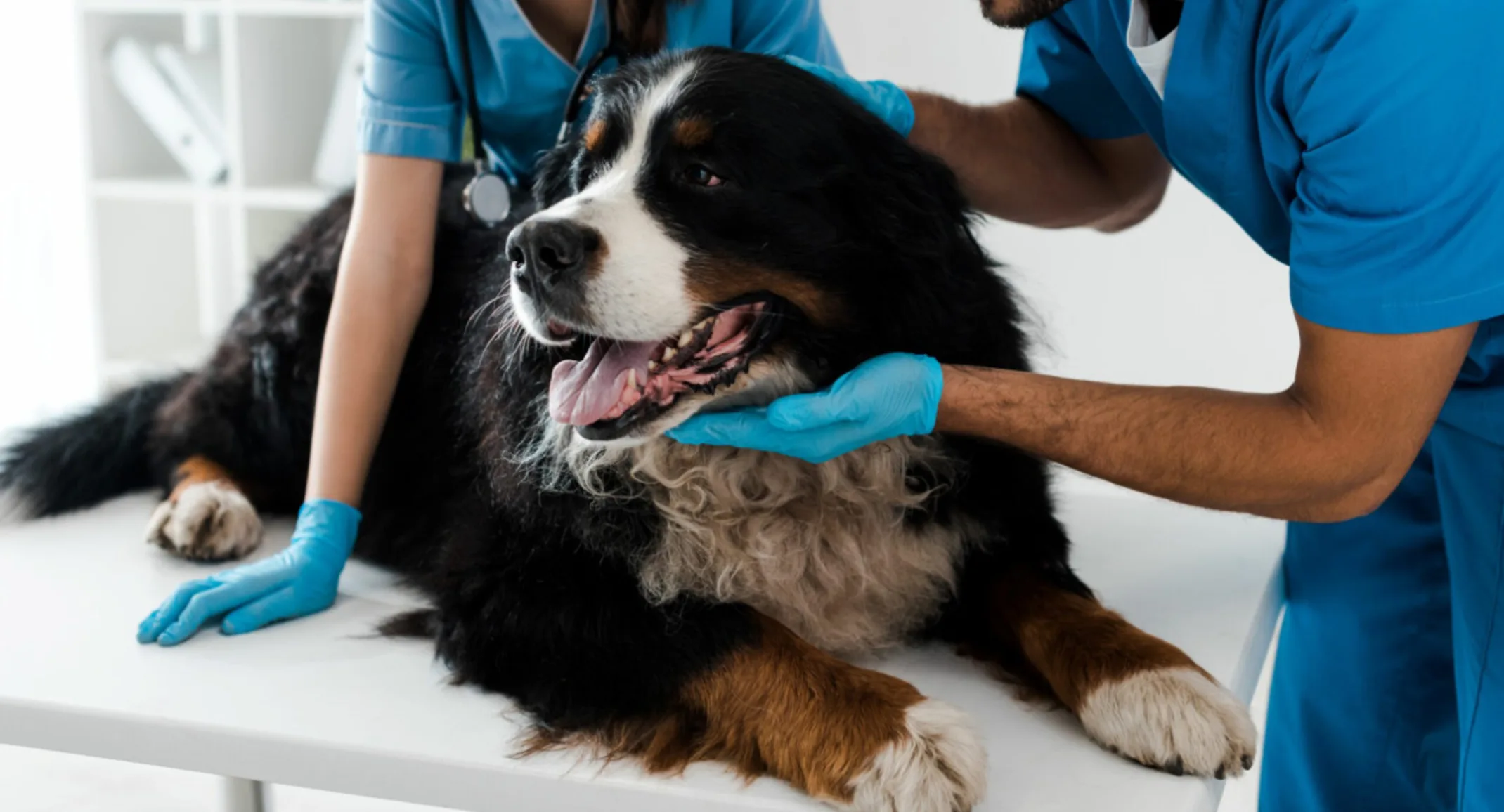 dog being tended to by two vets dog being tended to by two vets
