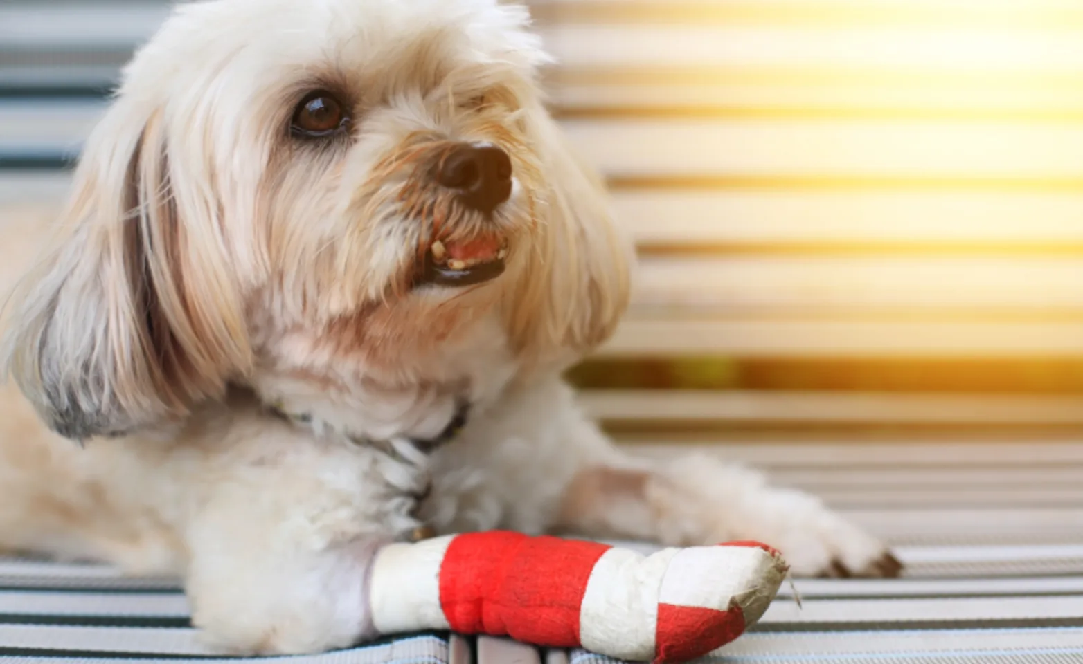 Dog Lying Down with a Bandaged Paw Dog Lying Down with a Bandaged Paw