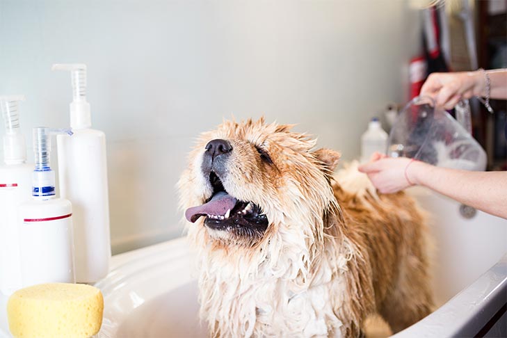 Chow chow being bathed with soap