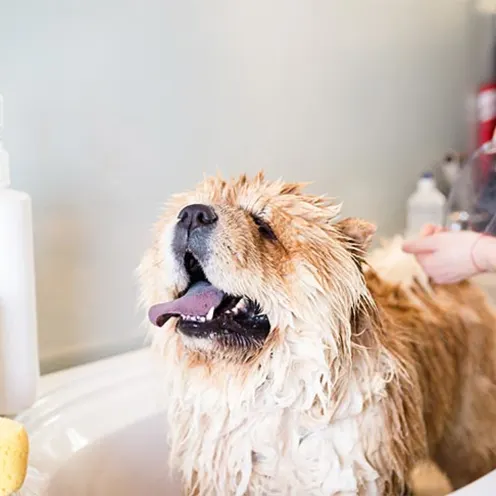 Chow chow being bathed with soap