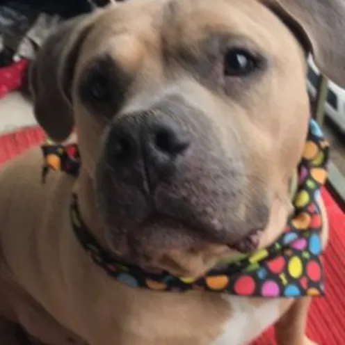 Buddy Bertrand Buddy Bertrand