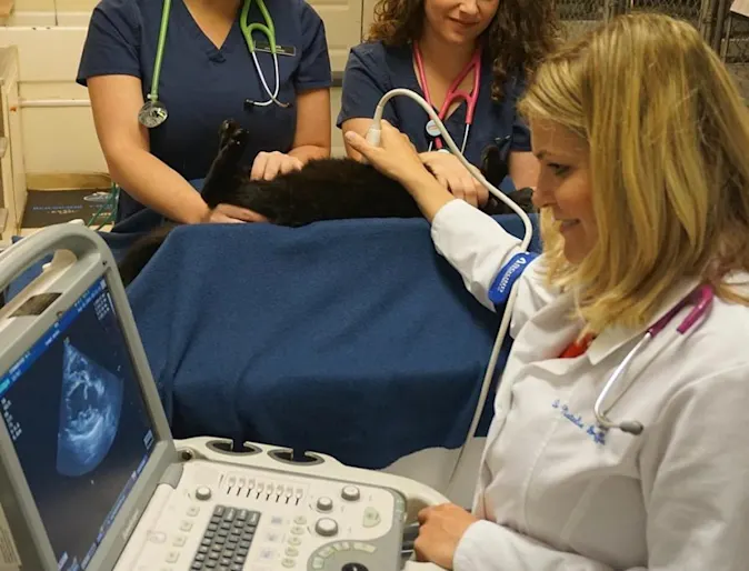 Strawbridge Animal Care veterinarian using diagnostic ultrasound equipment for a patient