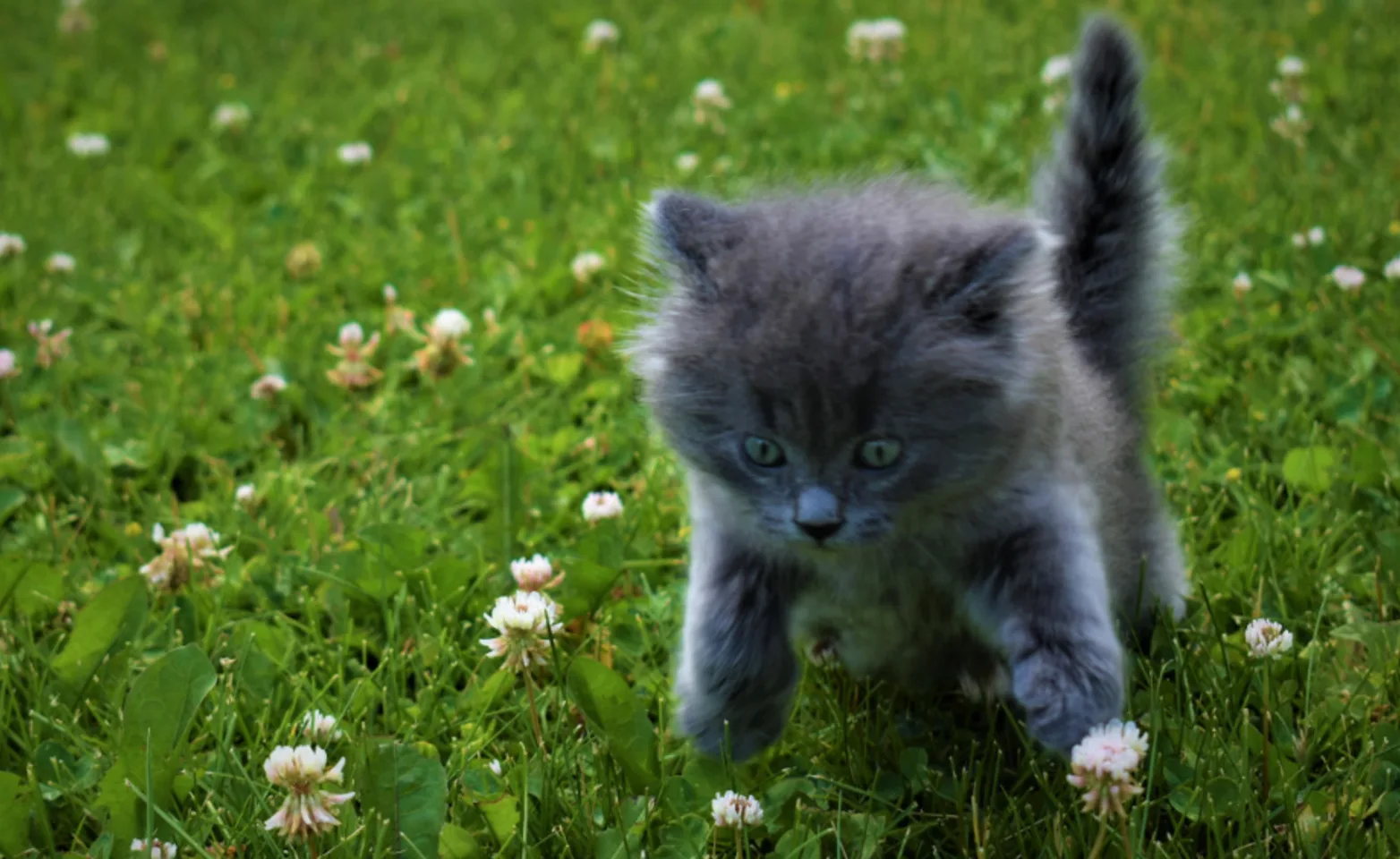 Gray kitten playing in field of flowers