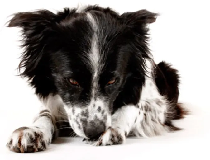 Black and White Dog Black and White Dog