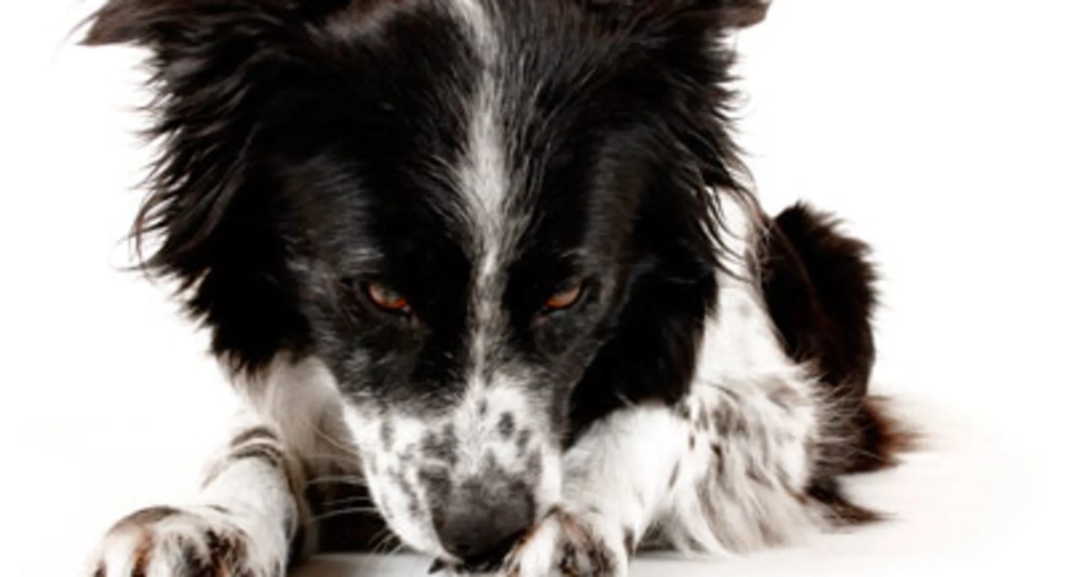 Black and White Dog Black and White Dog