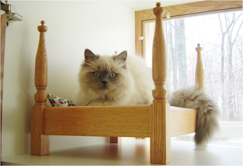Cat sitting in a bed looking at the camera