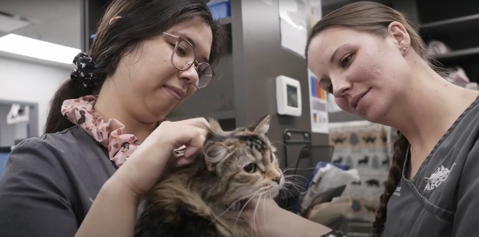 Two staff members petting a cat