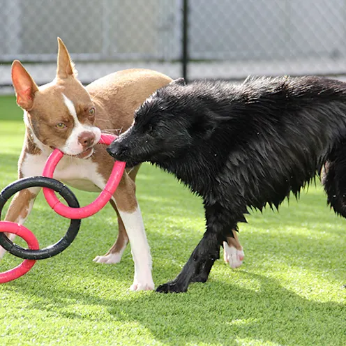 Lauderdale Pet Lodge Play Lauderdale Pet Lodge Play