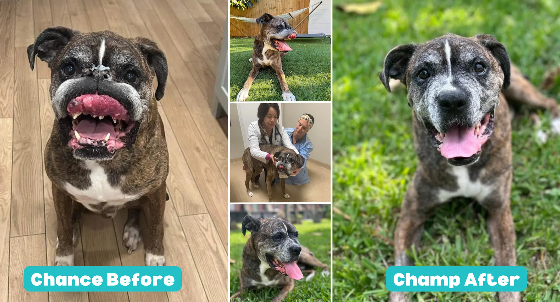 A collage of Chances' before and after photos A collage of Chances' before and after photos