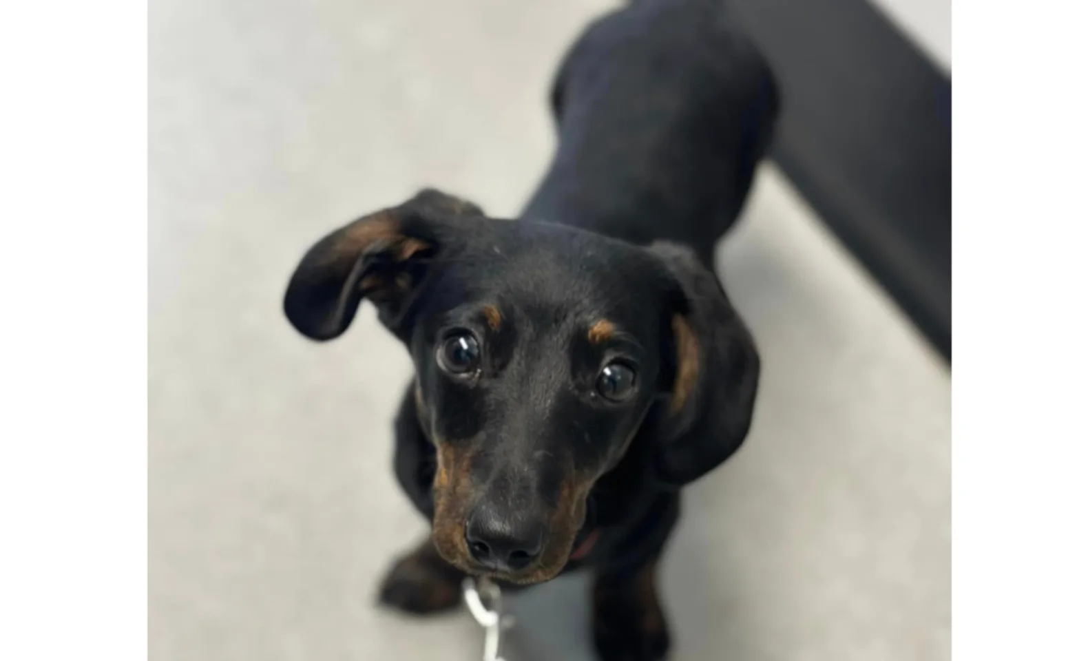 A black weiner dog looking up A black weiner dog looking up