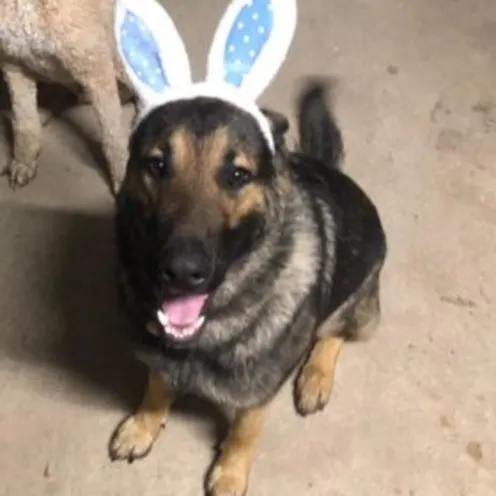 Jet Jensen Jet Jensen