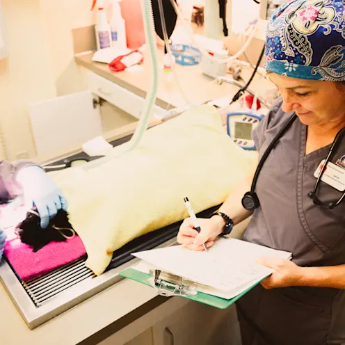 Staff performing dental cleaning Staff performing dental cleaning