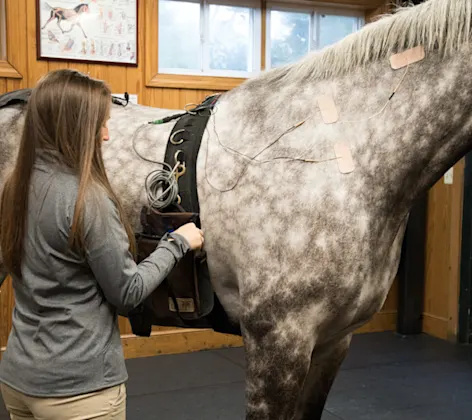A vet with a horse looking towards the camera A vet with a horse looking towards the camera