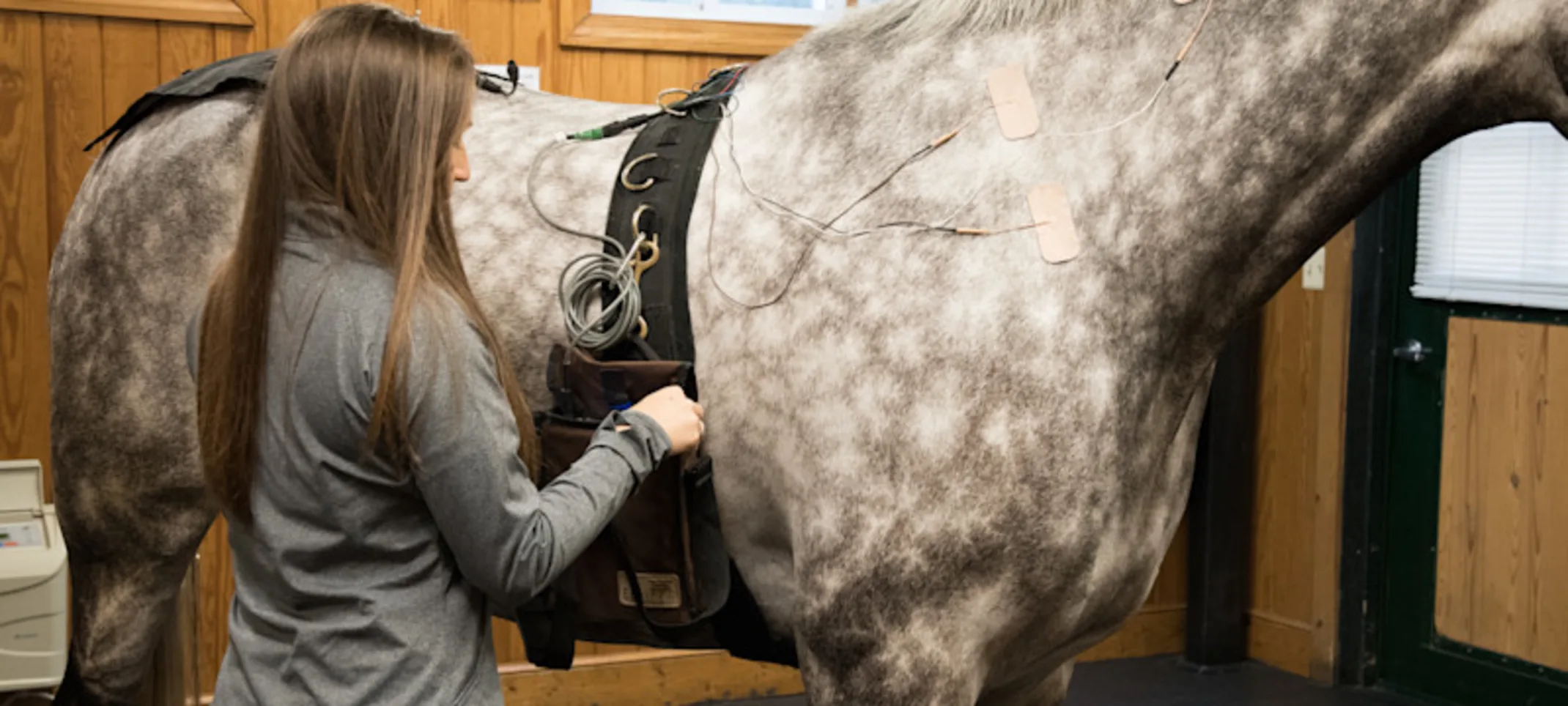 A vet with a horse looking towards the camera A vet with a horse looking towards the camera