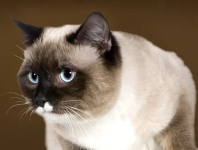 Birman Birman