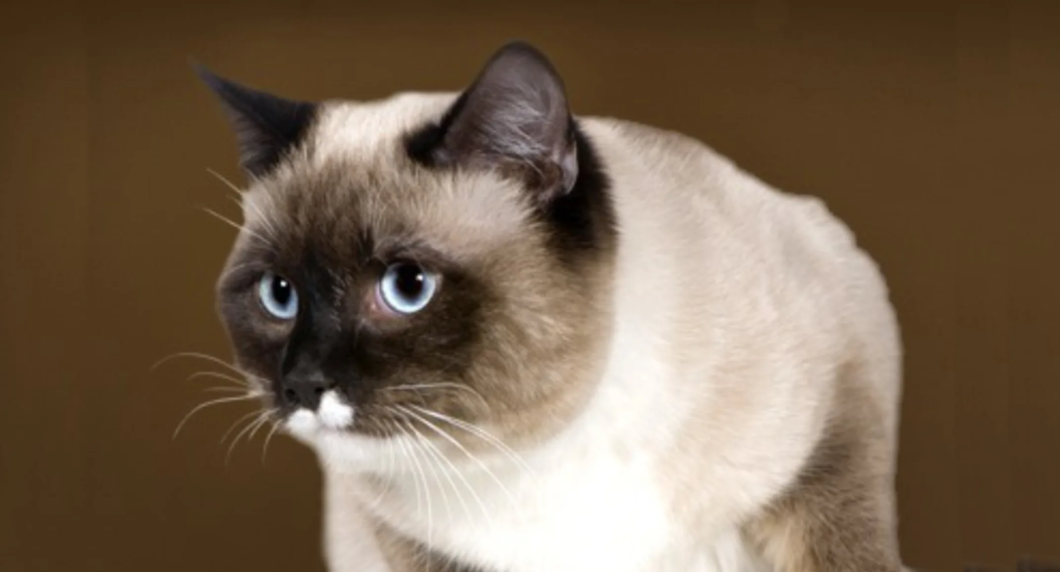 Birman Birman
