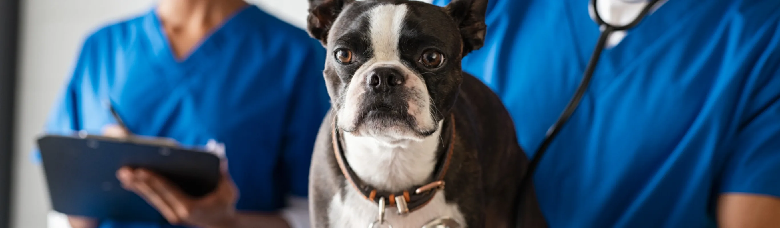 A dog being examined by two veterinarians