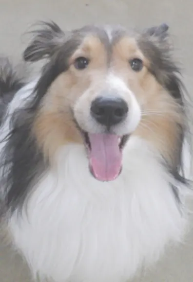 Dog with mouth open Dog with mouth open