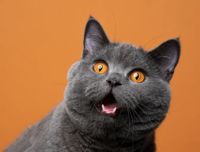A cat staring blankly with its mouth open A cat staring blankly with its mouth open