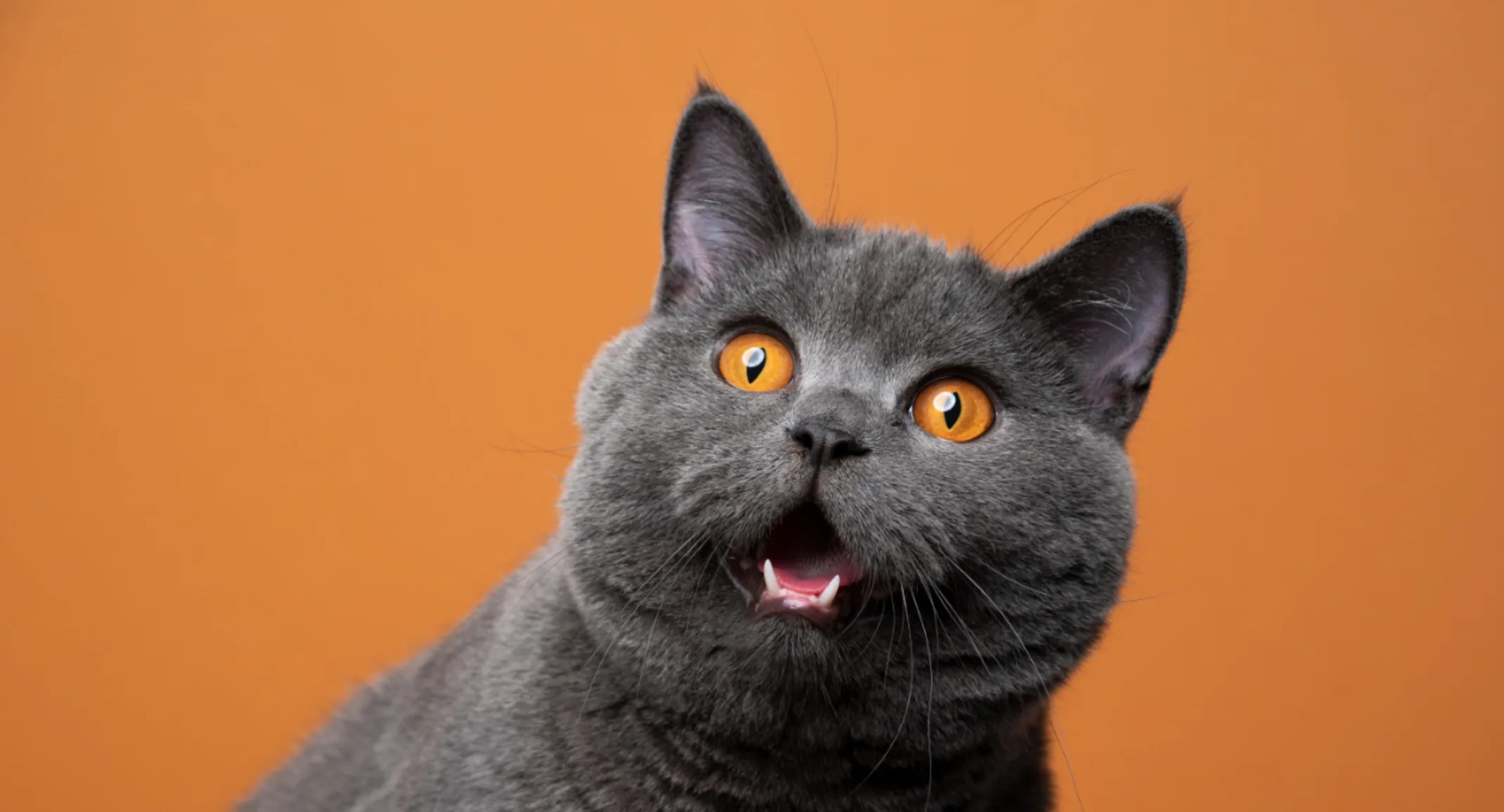 A cat staring blankly with its mouth open A cat staring blankly with its mouth open