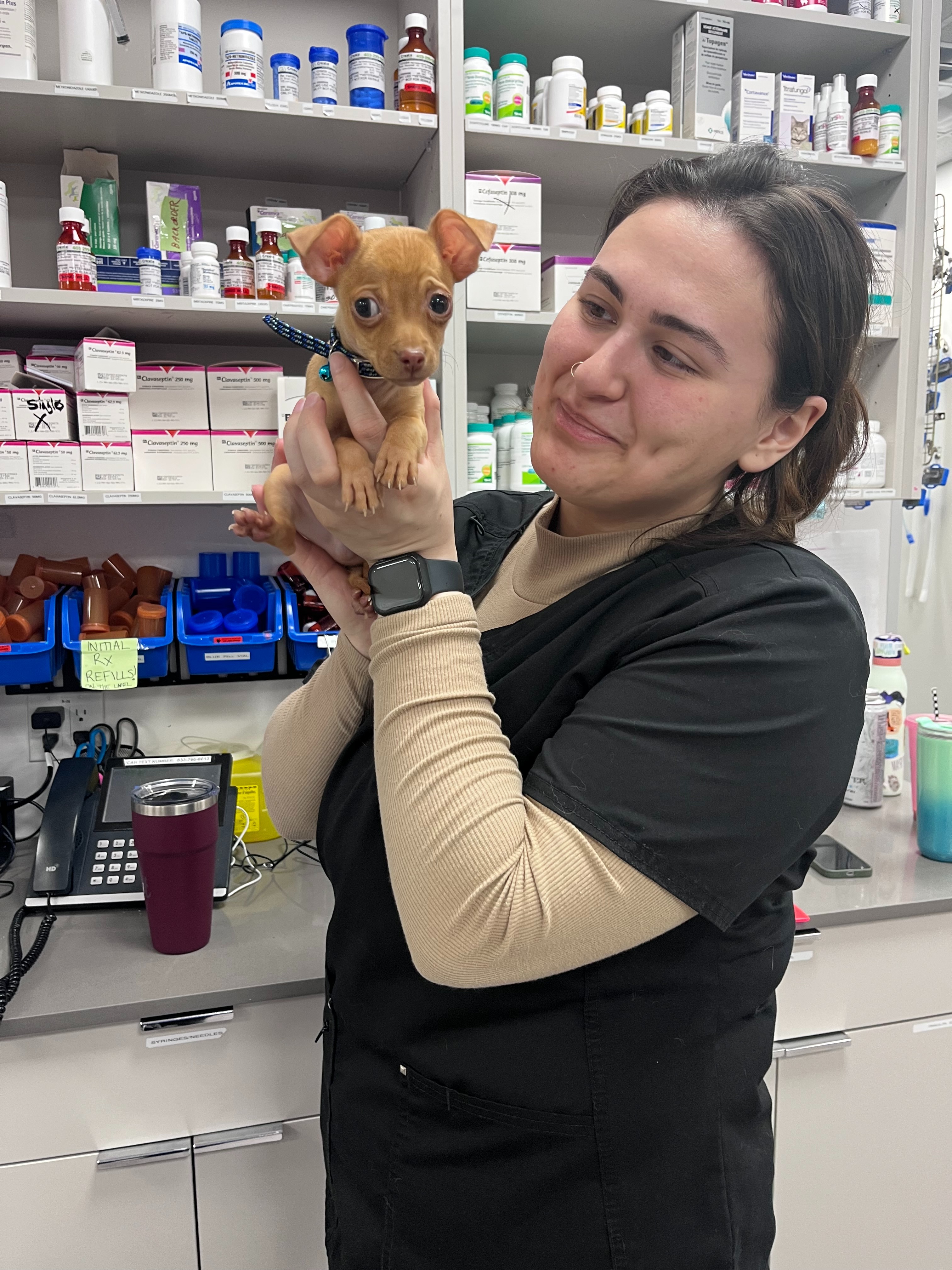 The vet is holding a tiny dog