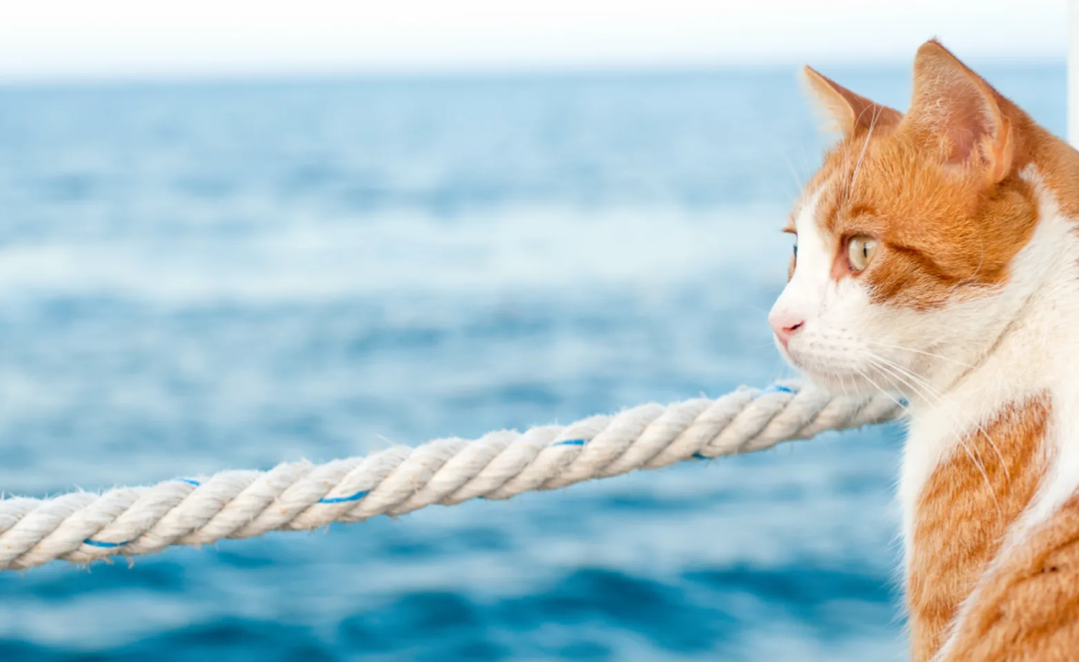 Cat looking out to ocean Cat looking out to ocean