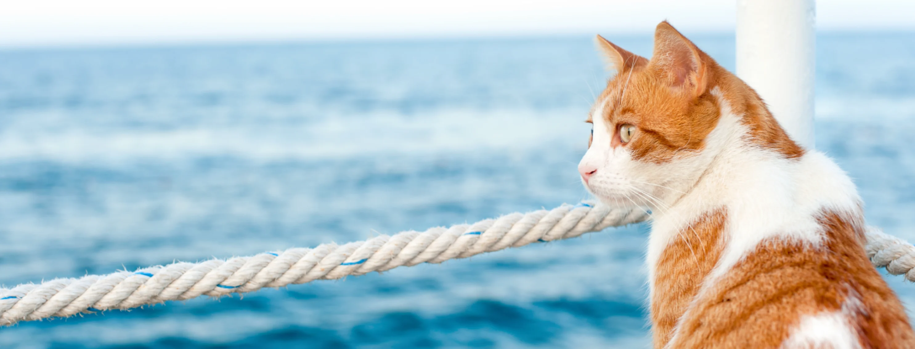 Cat looking out to ocean Cat looking out to ocean