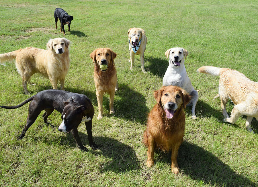Lots of big happy dogs sitting on a grassy field.