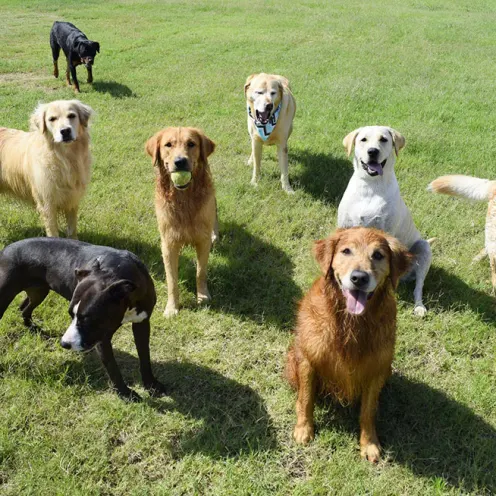 Lots of big happy dogs sitting on a grassy field.