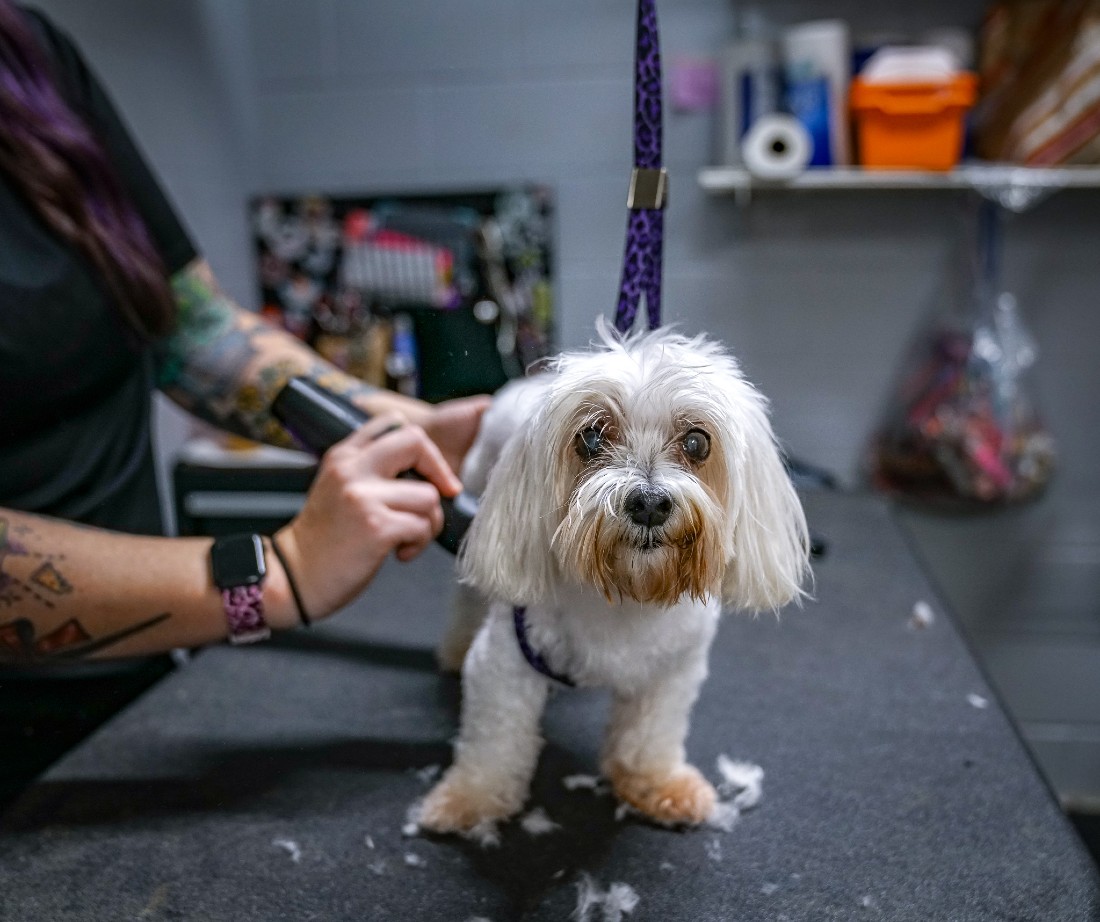 Small white dog getting groomed at Hill Country Animal Hospital