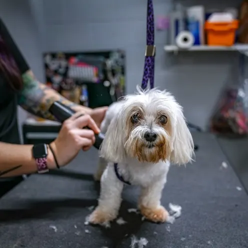 Small white dog getting groomed at Hill Country Animal Hospital