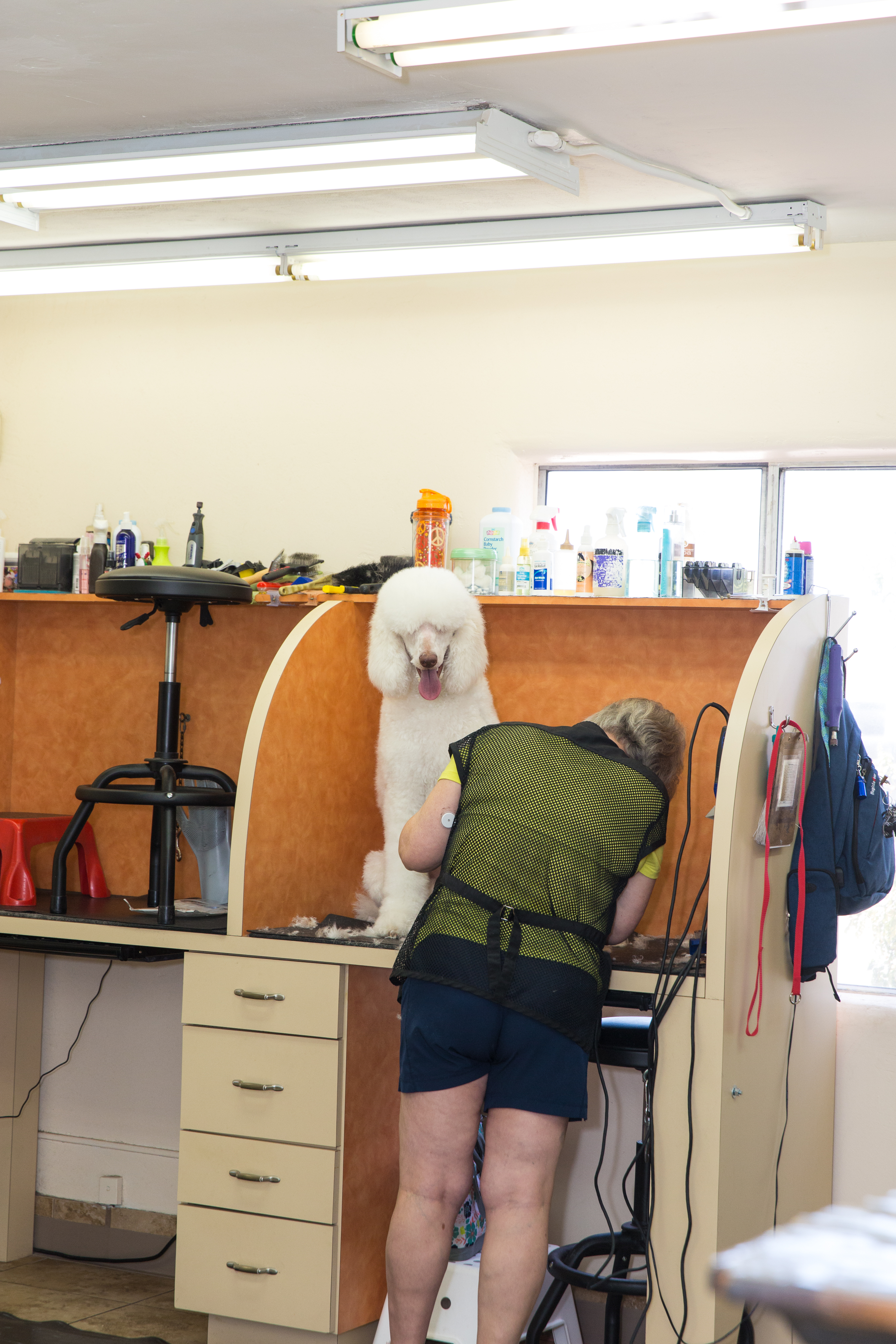 4 Paws Pet Resort Grooming