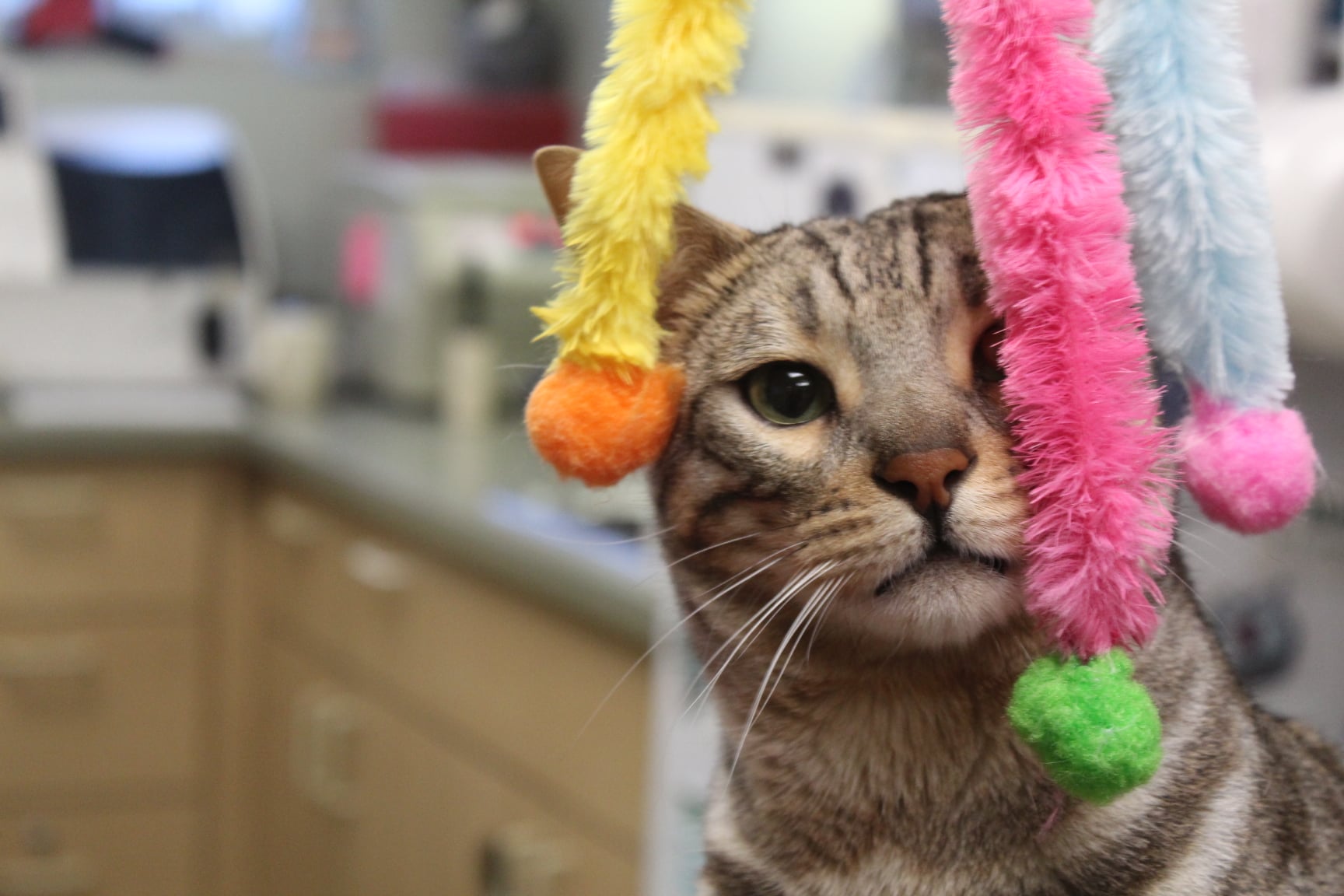 Cat hiding behind a toy